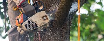 Best Tree Removal  in Port Norris, NJ