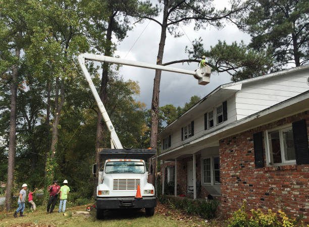 Best Emergency Tree Removal  in Port Norris, NJ