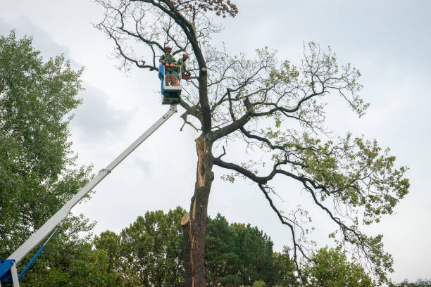  Port Norris, NJ Tree Care Pros