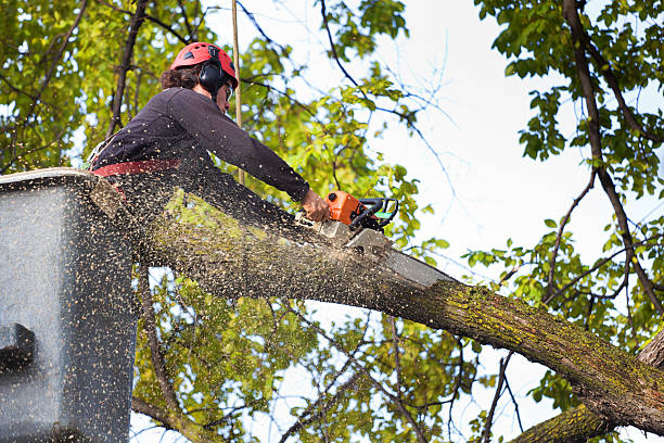 Best Tree Cabling and Bracing  in Port Norris, NJ