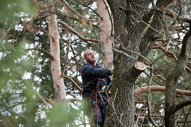 Best Arborist Consultation Services  in Port Norris, NJ