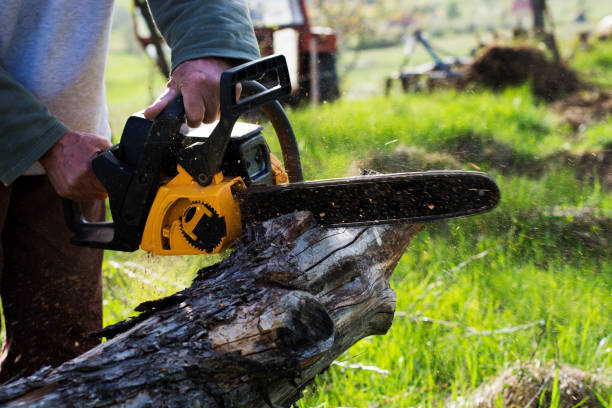 Best Tree Preservation Services  in Port Norris, NJ